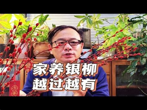 銀柳擺放位置|解鎖財富之門：12種極具風水價值的室內植物，用風水招財進寶